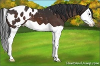 Horse Color:Bay Splash Appaloosa
