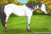 Horse Color:Liver Red Dun Appaloosa 