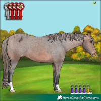 Horse Color:Bay Appaloosa 