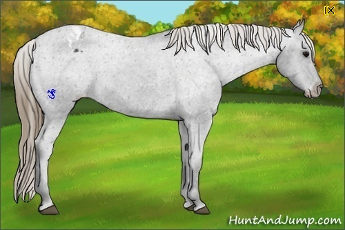 Horse Color:Smoky Black Appaloosa 