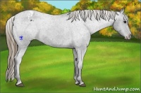 Horse Color:Smoky Black Appaloosa 