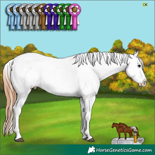 Horse Color:Bay Appaloosa 