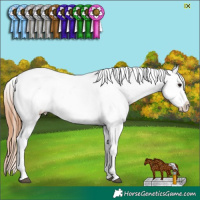 Horse Color:Bay Appaloosa