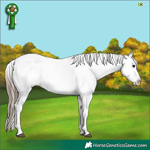 Horse Color:Black Blanket
