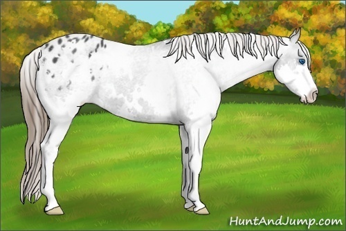 Horse Color:White Spotted Black Splash Appaloosa 