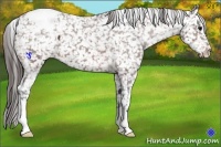 Horse Color:Bay Appaloosa