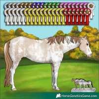 Horse Color:White Spotted Grullo Pearl Sabino Rabicano