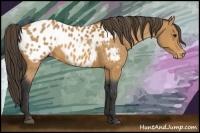 Horse Color:Bay Appaloosa 