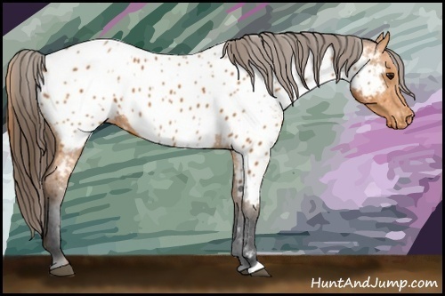 Horse Color:Bay Appaloosa 