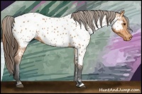 Horse Color:Bay Appaloosa 