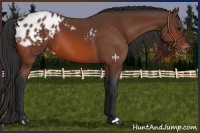 Horse Color:Bay Appaloosa 