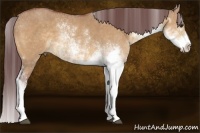 Horse Color:Chocolate Buckskin Dun Sabino 