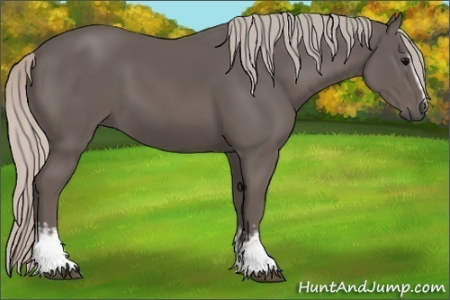 Horse Color:White Spotted Silver Black 