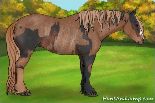 Horse Color:Brown Rabicano  and Chestnut Rabicano 