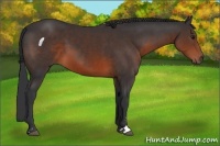 Horse Color:Brown Sabino