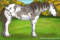 Horse Color:Liver Chestnut Ice Splash Appaloosa 