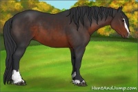 Horse Color:Brown Sabino 
