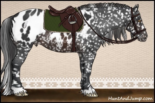 Horse Color:Brown Appaloosa 