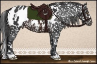 Horse Color:Brown Appaloosa 