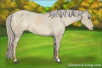 Horse Color:Chocolate Palomino Dun Appaloosa 