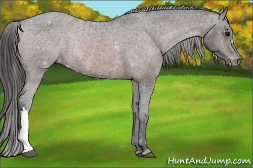 Horse Color:Bay Appaloosa Rabicano 