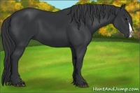 Horse Color:Black Splash 