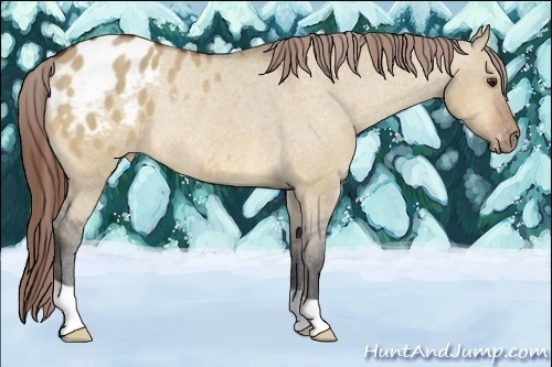 Horse Color:Bay Dun Blanket Rabicano 
