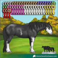 Horse Color:Black Sabino
