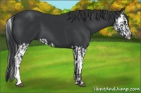 Horse Color:Black  and Black Splash 