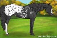 Horse Color:Black Appaloosa 