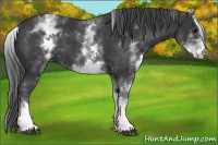 Horse Color:White Spotted Black