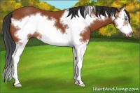 Horse Color:Bay Splash Frame