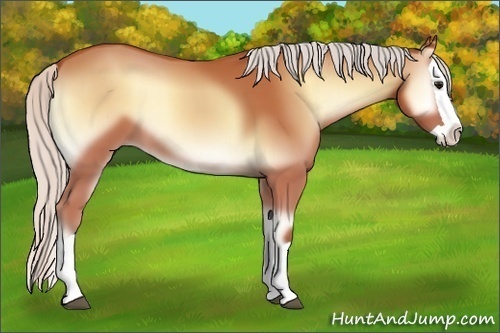 Horse Color:Silver Bay Onyx Splash