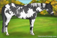 Horse Color:White Spotted Black Rabicano 