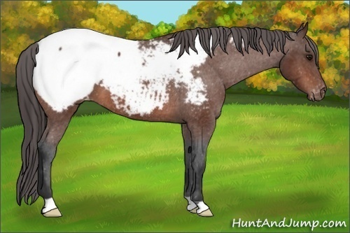 Horse Color:Bay Appaloosa 