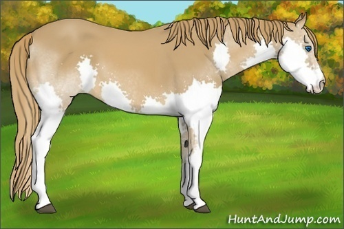 Horse Color:Chestnut Splash 