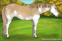 Horse Color:Chestnut Splash