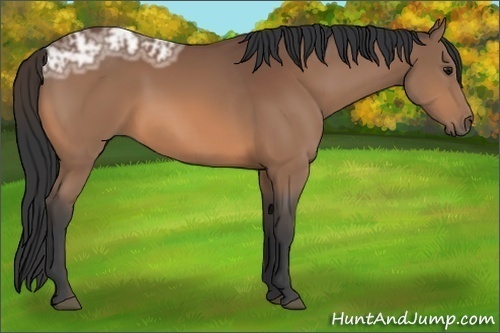 Horse Color:Bay Ice 