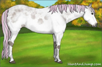 Horse Color:Gray Painted White Spotted Bay 