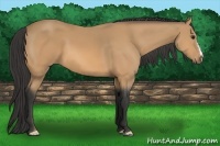Horse Color:Buckskin 