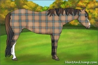 Horse Color:Plaid Bay