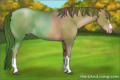 Horse Color:Liver Chestnut Pearl 