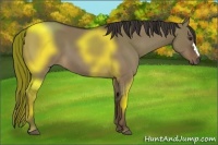 Horse Color:Liver Red Dun 