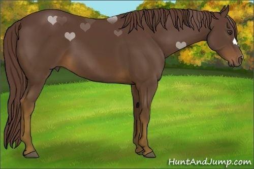 Horse Color:Liver Chestnut 