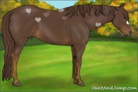 Horse Color:Liver Chestnut 