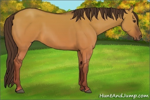 Horse Color:Liver Red Dun 