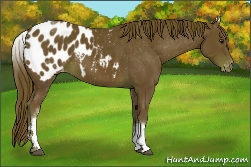 Horse Color:White Spotted Chestnut Appaloosa 