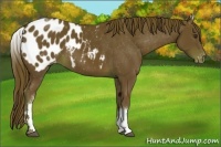 Horse Color:White Spotted Chestnut Blanket 