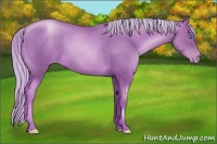 Horse Color:Chocolate Palomino Pearl 