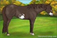 Horse Color:Liver Chestnut Frame 